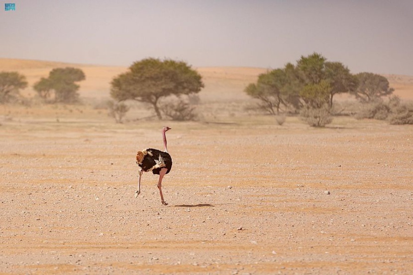 محمية الإمام تركي بن عبدالله الملكية تعيد توطين عددا من الغزلان والمها والنعام في منطقة "التيسية"