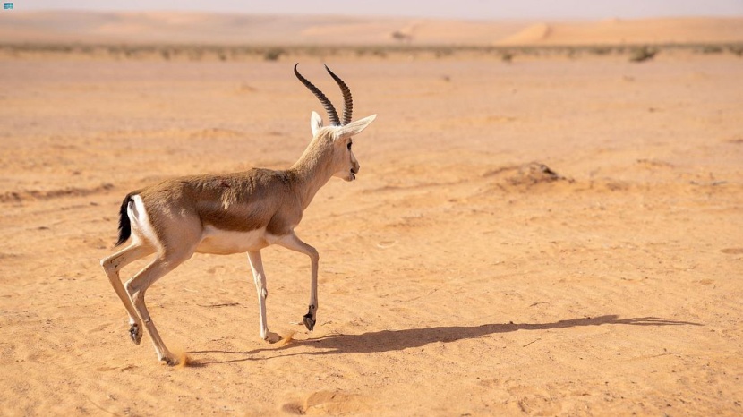 محمية الإمام تركي بن عبدالله الملكية تعيد توطين عددا من الغزلان والمها والنعام في منطقة "التيسية"