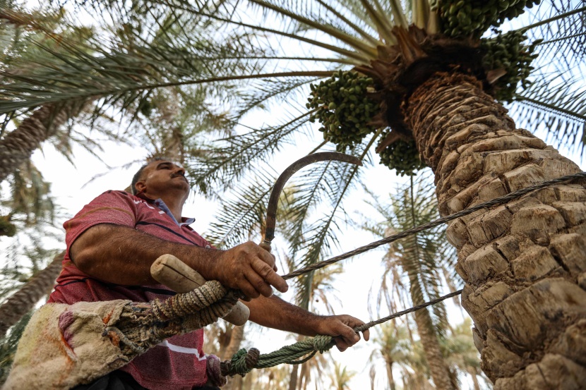 العراق أمام تحدي الحفاظ على النخيل .. تراثه وثروته الاقتصادية 