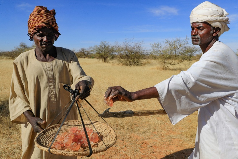 منتجو الصمغ العربي في السودان يتمسكون بزراعته رغم التحديات 