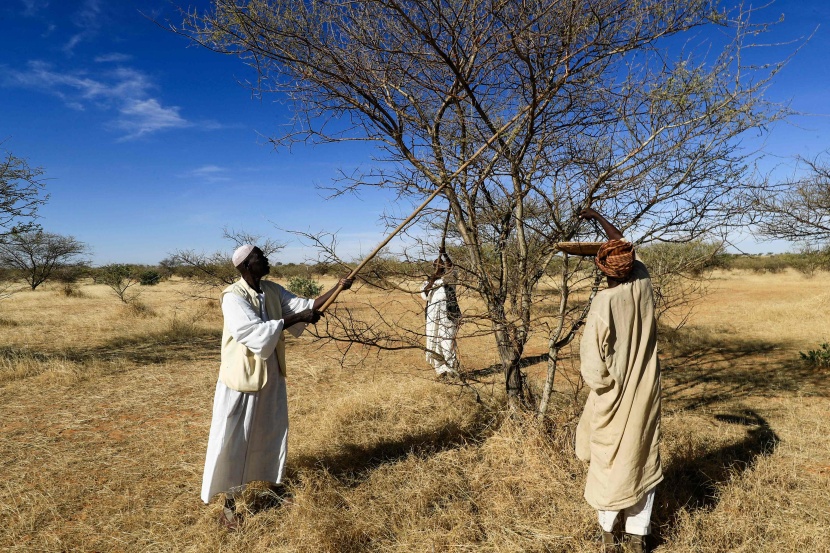 منتجو الصمغ العربي في السودان يتمسكون بزراعته رغم التحديات 