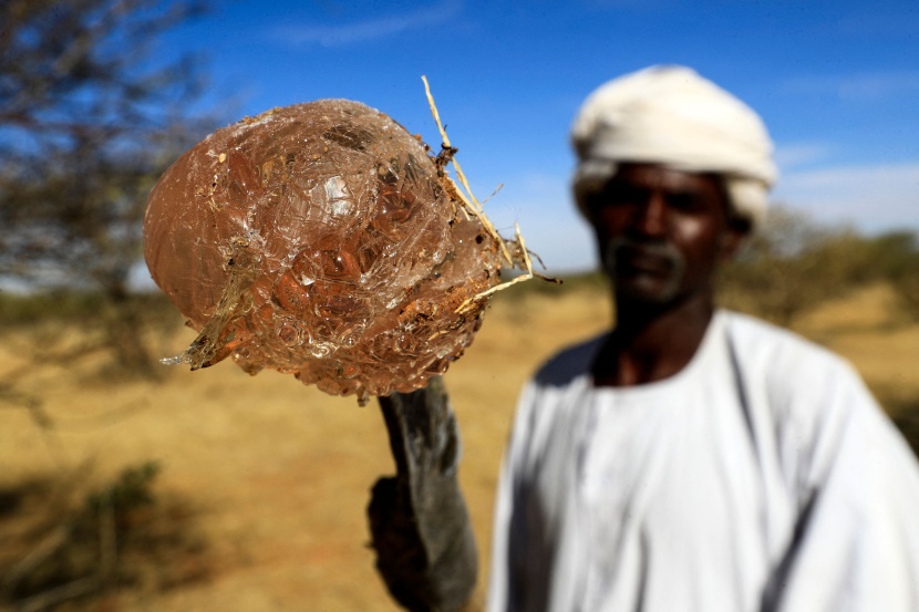 منتجو الصمغ العربي في السودان يتمسكون بزراعته رغم التحديات 