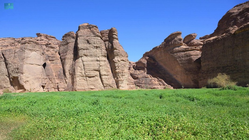 محمية شرعان في العلا .. تنوع نباتي وملاذ آمن للحيوانات البرية