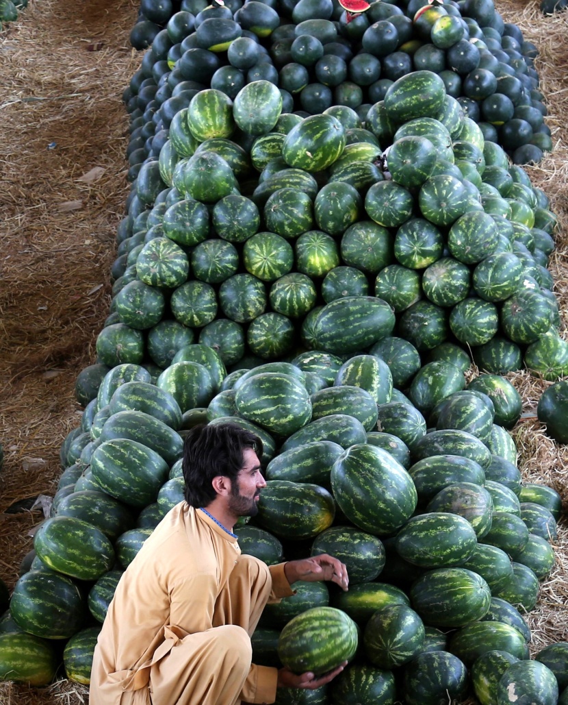 موسم حصاد البطيخ في كراتشي