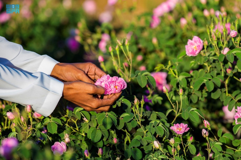  موائد رمضانية وسط مدرجات بساتين الورد الطائفي المعطرة