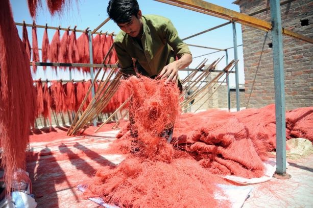 شعيرية من الزعفران الأحمر