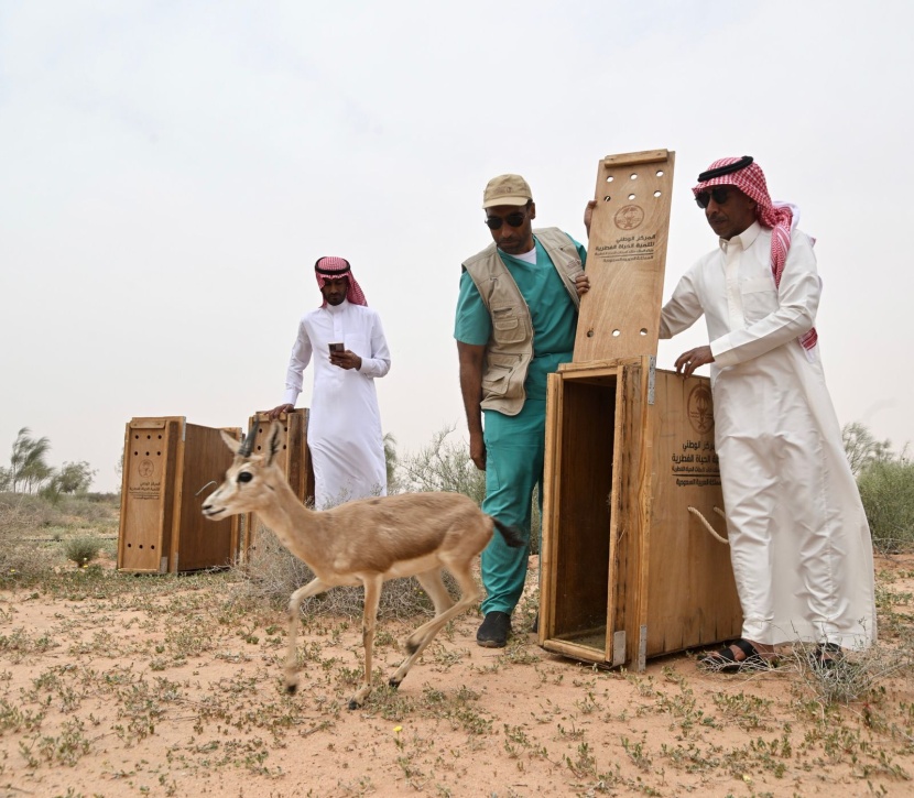 "الحياة الفطرية" و"الغطاء النباتي" يطلقان عددا من ظباء الريم في متنزه الزلفي الوطني