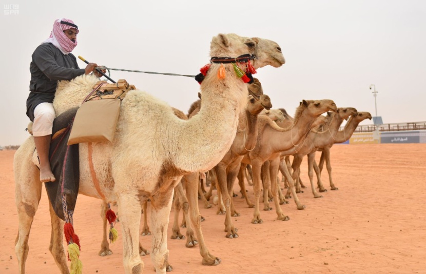 السعودية تدشن المسح الشامل لجينوم الشفرة الوراثية للإبل .. الأول من نوعه في العالم