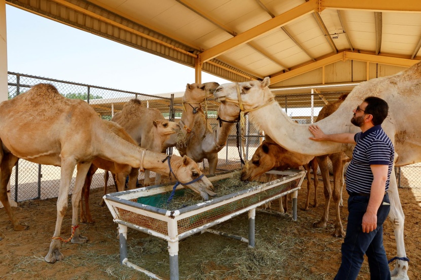 في الإمارات .. استنساخ الإبل لتلبية احتياجات السباقات ومهرجانات الجمال 