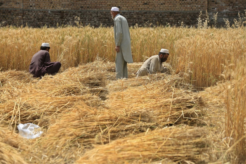 باكستان تنتج 27.5 مليون طن قمح .. أعلى إنتاج منذ عقد