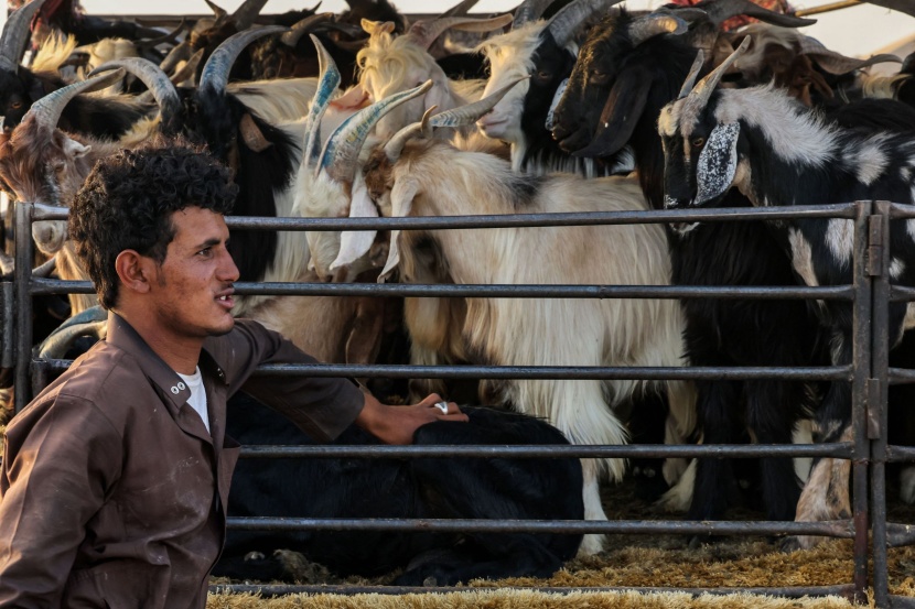 سوق الأغنام بالعزيزية .. بائعون ينتظرون الزبائن 