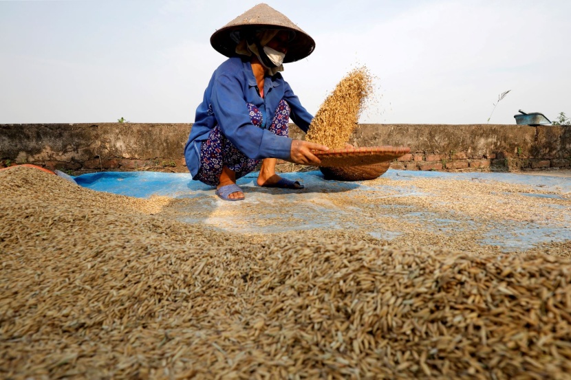 تجارة الأرز في آسيا تتوقف اليوم وتوقعات بارتفاع الأسعار بشكل كبير .. ما الأسباب؟