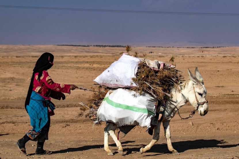 سوريا .. من غابة خصبة  إلى أشجار متناثرة وجذوع متهالكة