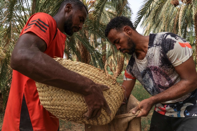 موسم حصاد التمور في شمال السودان