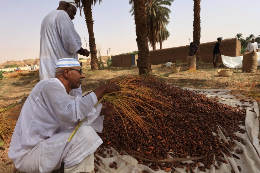 موسم حصاد التمور في شمال السودان