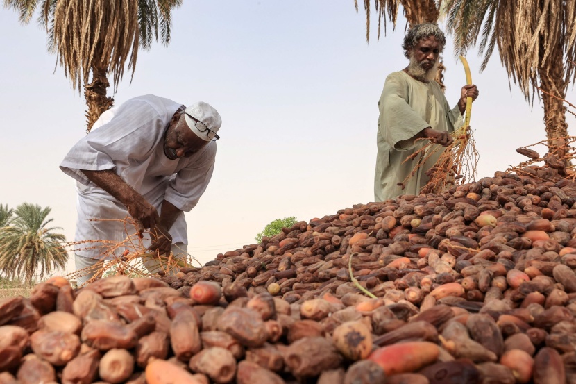 موسم حصاد التمور في شمال السودان