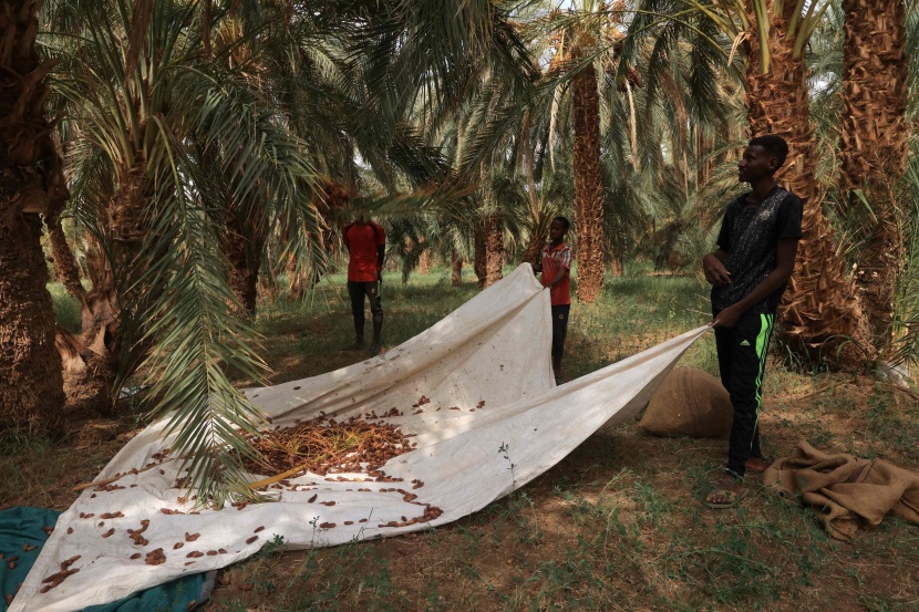 موسم حصاد التمور في شمال السودان