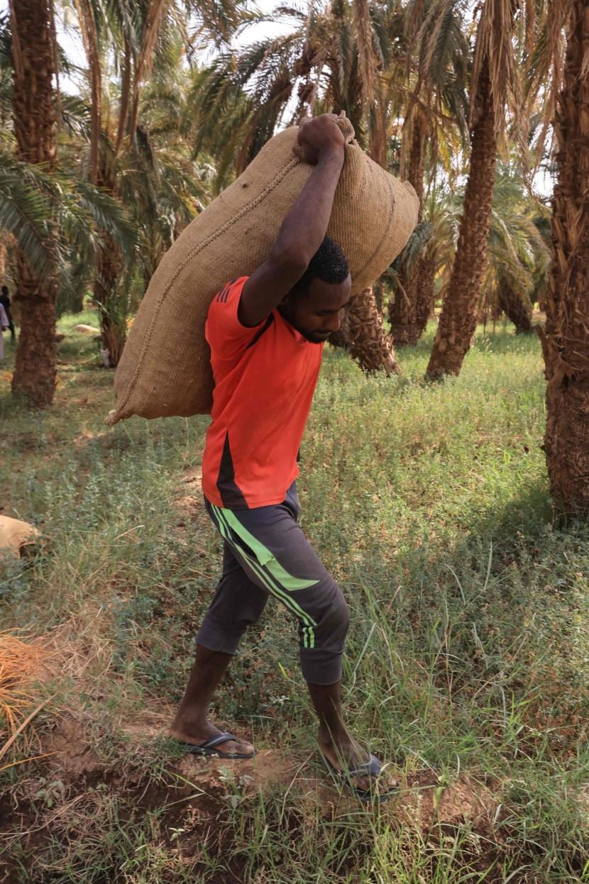 موسم حصاد التمور في شمال السودان