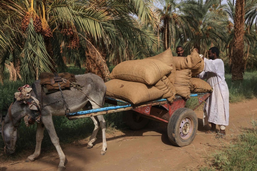 موسم حصاد التمور في شمال السودان