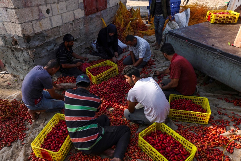 موسم حصاد وفرز التمور في فلسطين