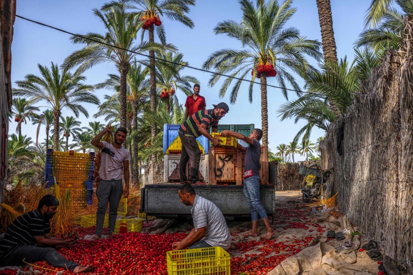 موسم حصاد وفرز التمور في فلسطين