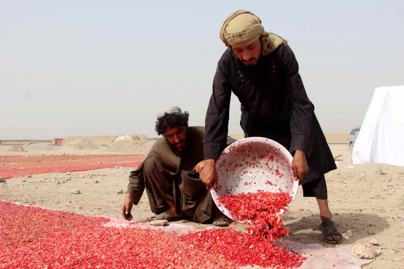 قندهار .. 288 ألف طن رمان جاهز للتصدير