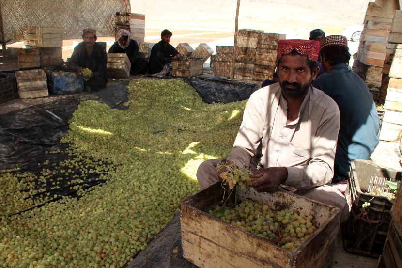  بلوشستان سلة الفاكهة الباكستانية .. تنتج 90٪ من العنب