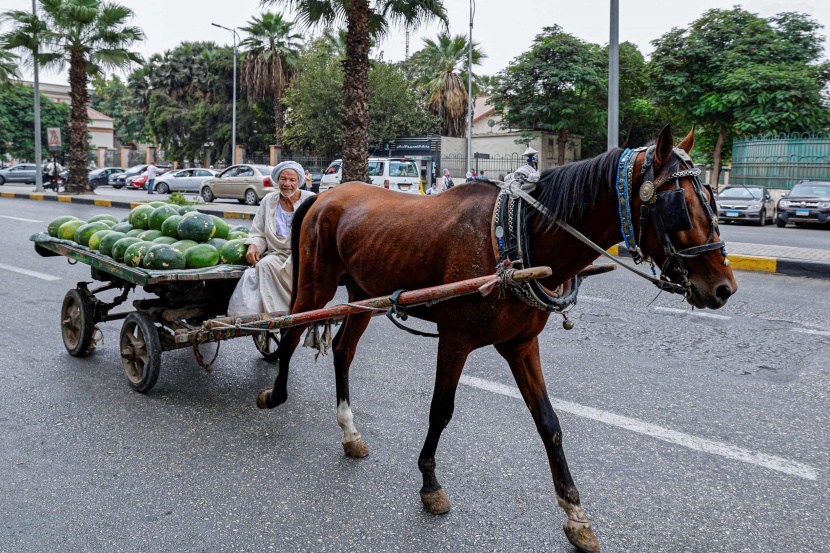 بائع البطيخ