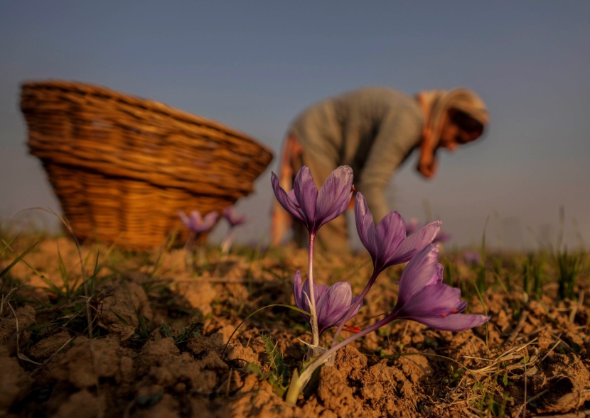 إنتاج الزعفران من حقول كشمير