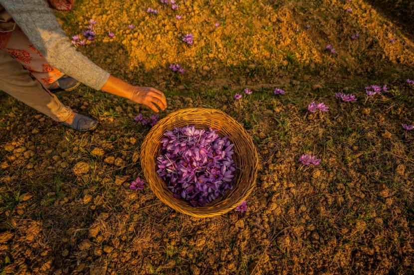 إنتاج الزعفران من حقول كشمير