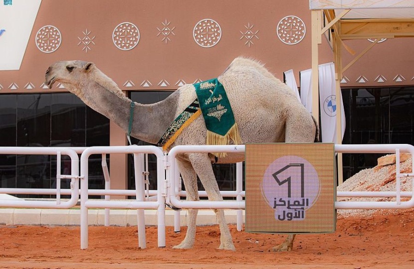 مهرجان الإبل يدعم الحركة الاقتصادية في الصياهد بـ 119 محلًا تجاريًا ونسبة إشغال 90 %