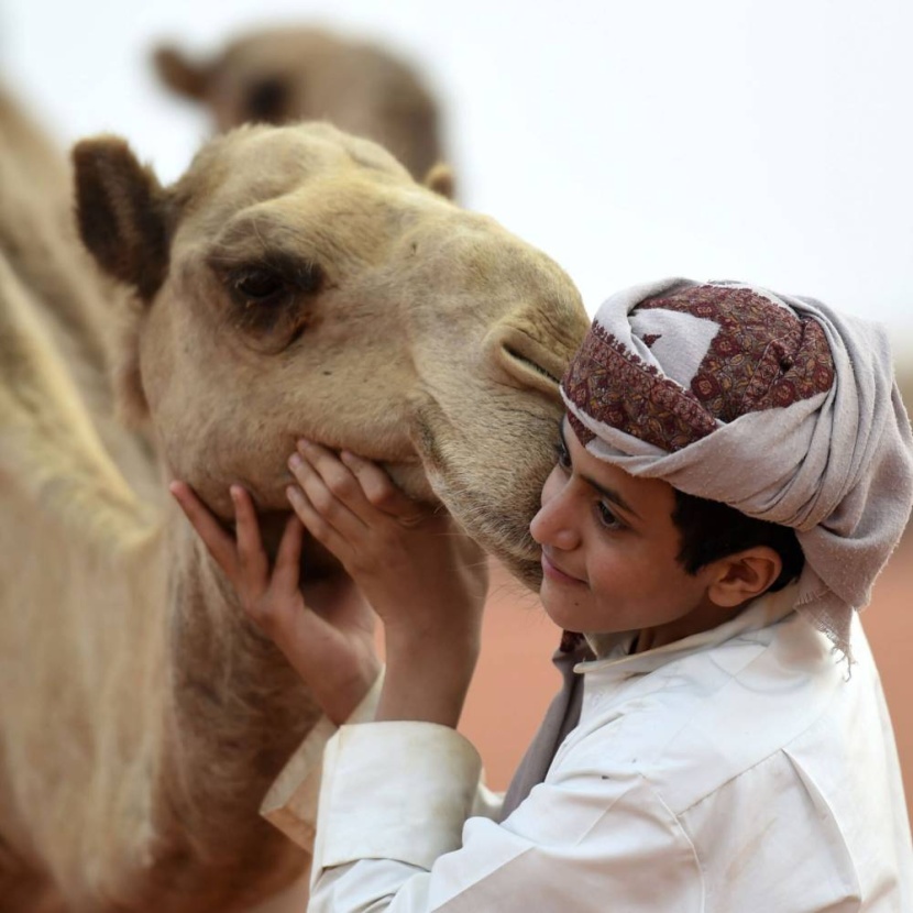 الإبل .. مستودع التاريخ واقتصاد بالمليارات