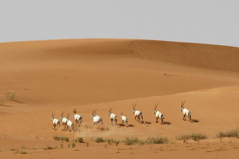 السعودية تعزز اقتصاديات المحميات .. فرص وظيفية واستثمارية وأمن غذائي