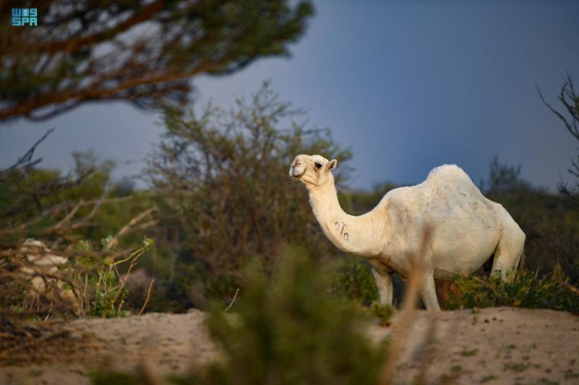 سفن الصحراء .. عذبة كالحداء