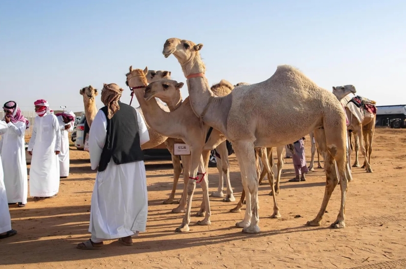 إقبال على مهرجان جادة الإبل في الطائف للحصول على جوائز بملايين الريالات