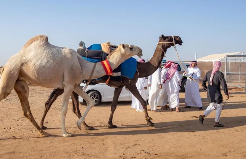 إقبال على مهرجان جادة الإبل في الطائف للحصول على جوائز بملايين الريالات