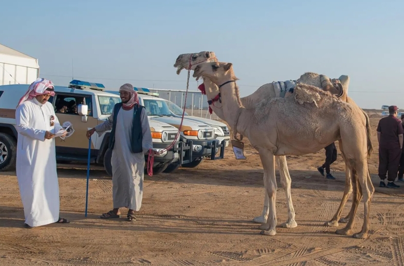 إقبال على مهرجان جادة الإبل في الطائف للحصول على جوائز بملايين الريالات