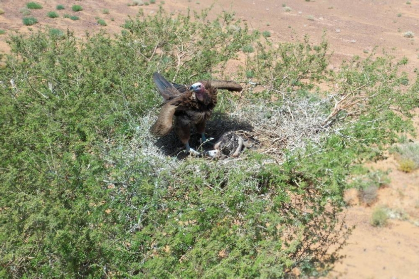 محمية الملك سلمان بن عبدالعزيز الملكية تحتضن 310 من أكبر أنواع النسور