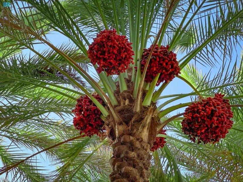 حلوة الجوف .. علاقة وثيقة بين الإنسان والتمور تمتد عبر الأجيال