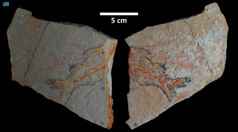 اكتشاف تاريخي لبقايا كائنات بحرية عمرها 56 مليون سنة شمال السعودية